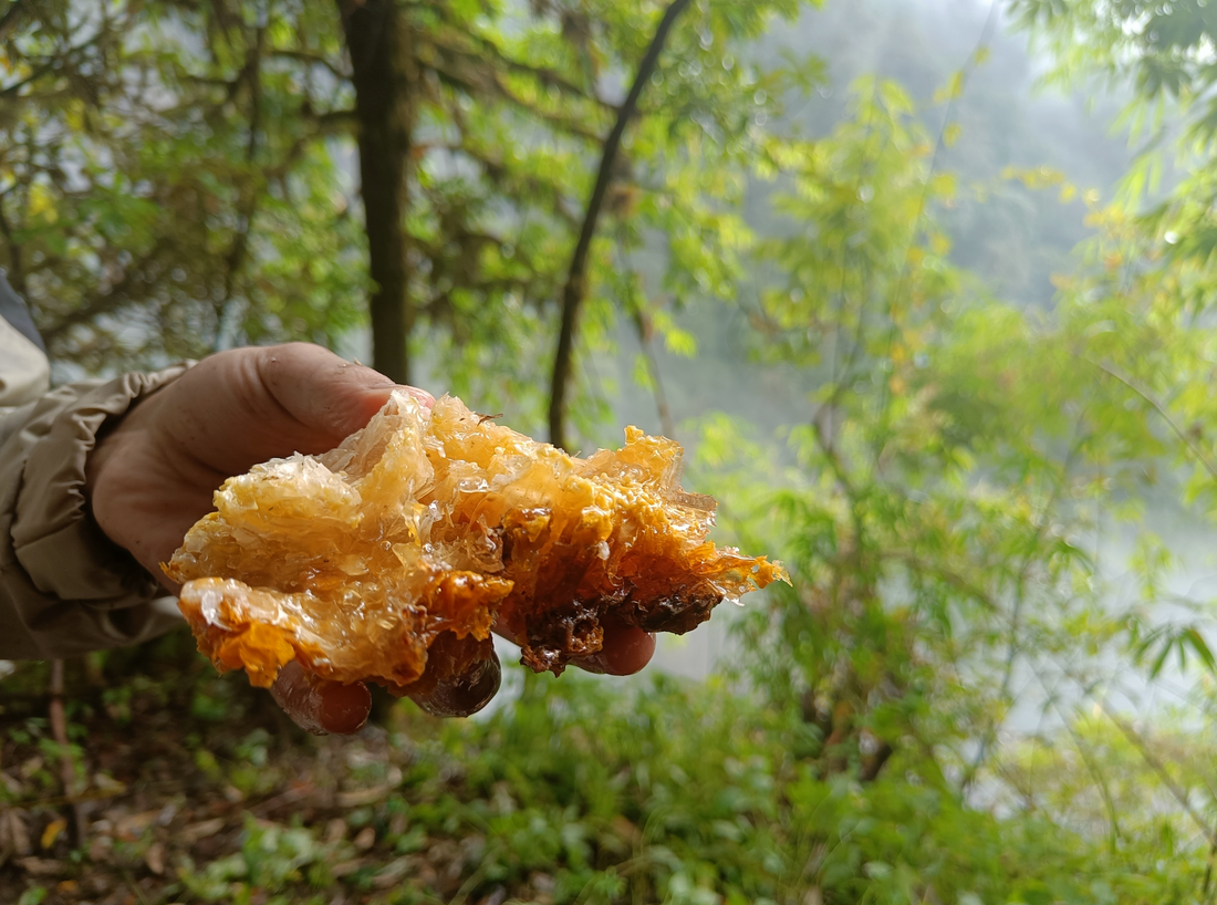 Rhododendrons, Bees, and the Spiritual Life of Honey